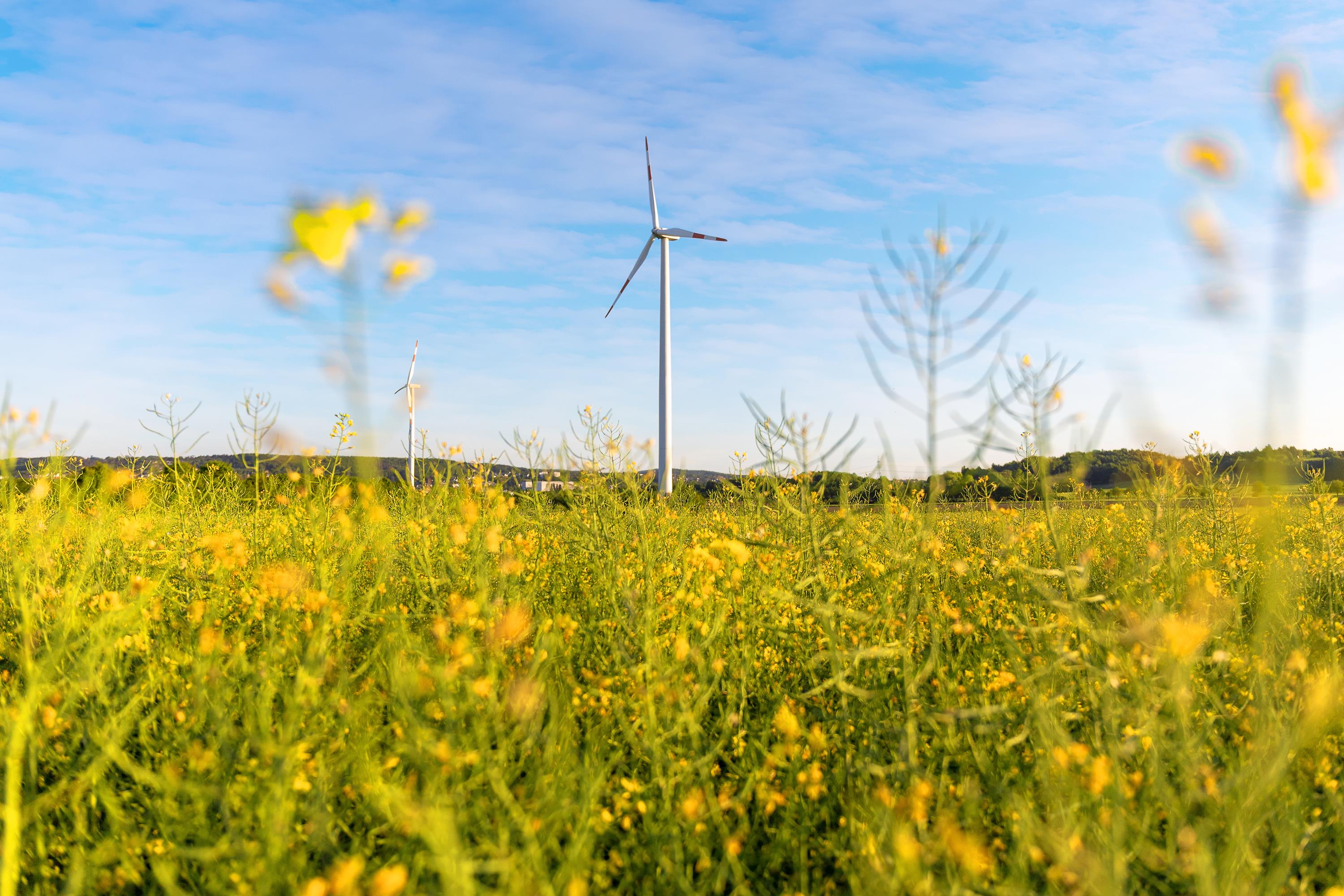 Windkraftprojekt ausgesetzt